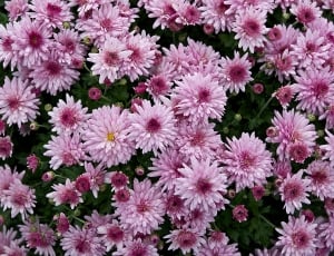 pink cluster flowers thumbnail