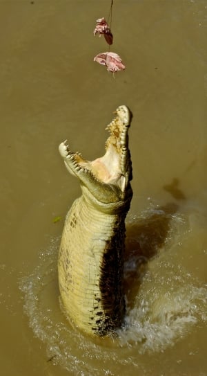 brown crocodile thumbnail