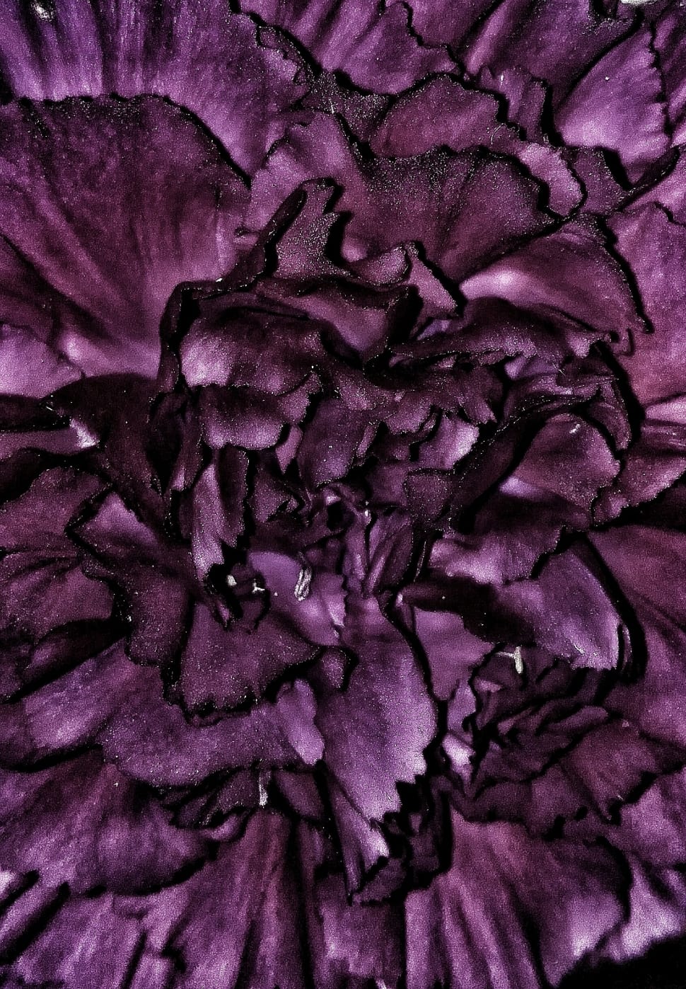 purple and black petal flower preview