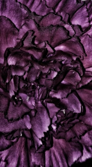 purple and black petal flower thumbnail