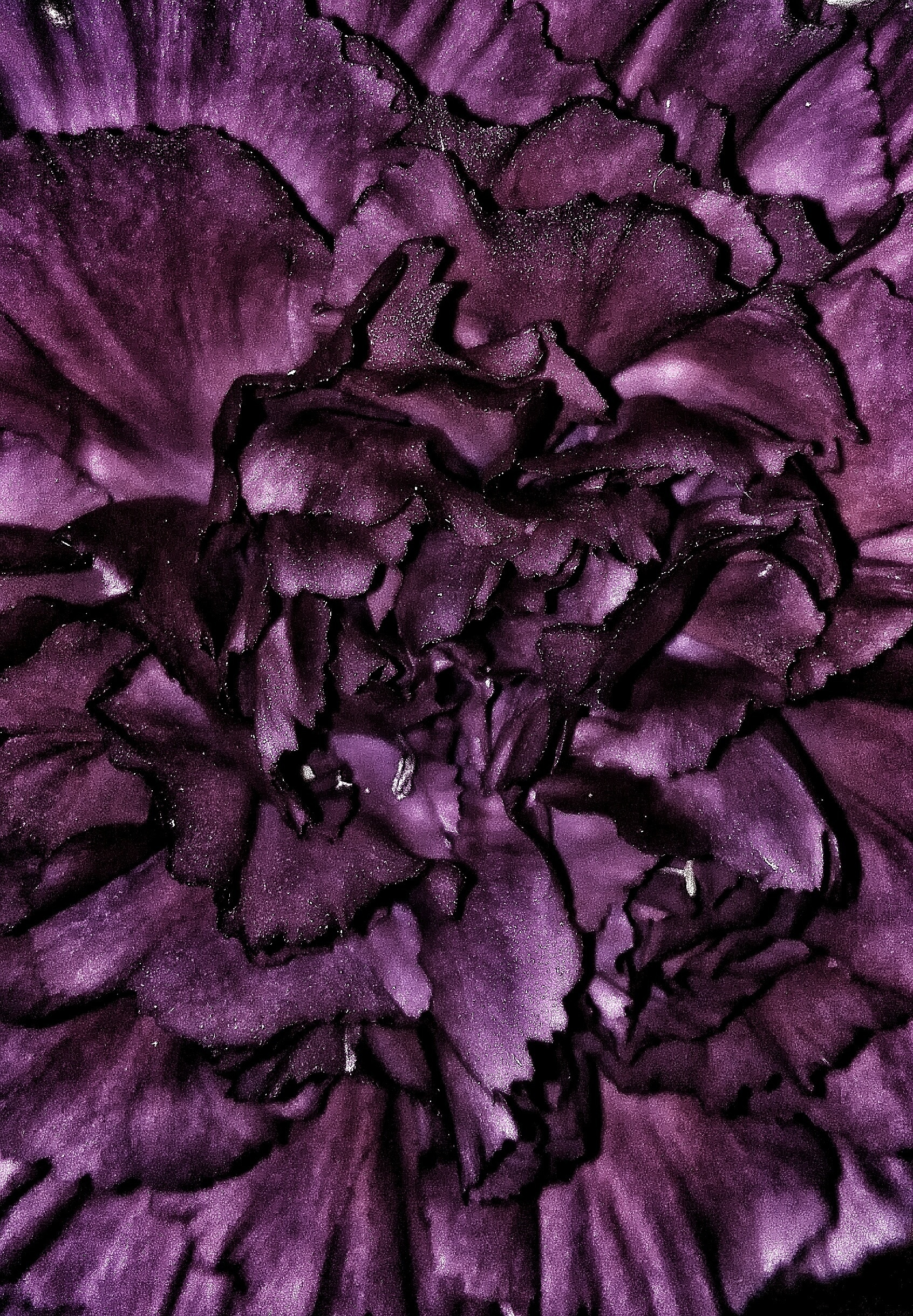 purple and black petal flower