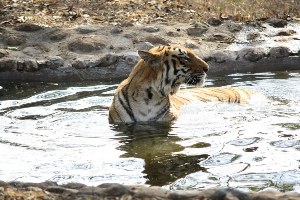 tiger standing on water preview