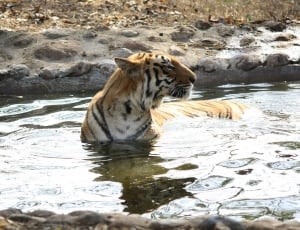 tiger standing on water thumbnail