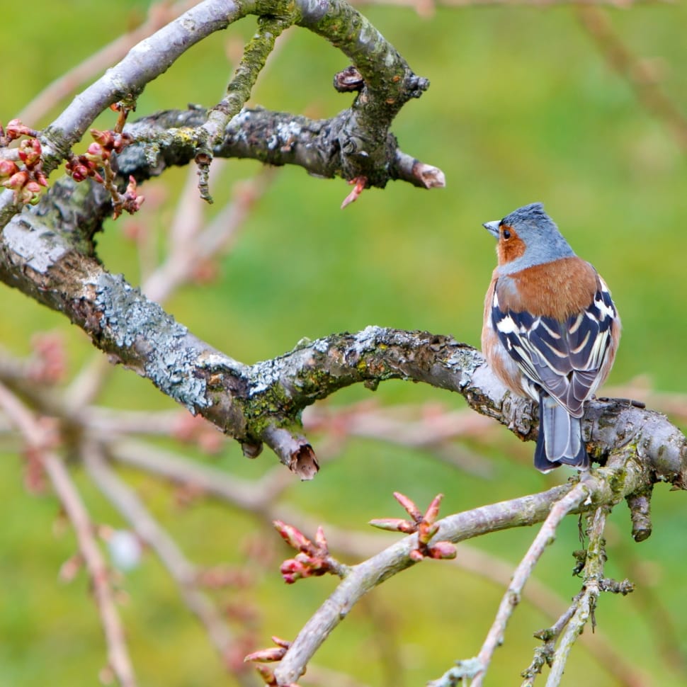 Chaffinch, Bird, Animal, Wildlife, branch, nature preview