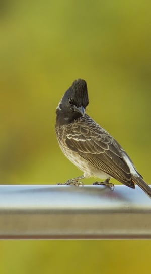 gray and brown feathered bird thumbnail