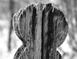 wood trunk thumbnail