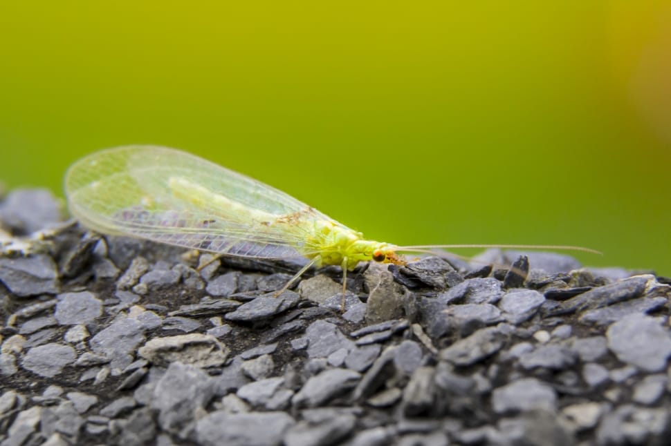 green lacewing on focus photography preview