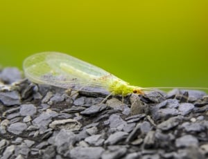 green lacewing on focus photography thumbnail