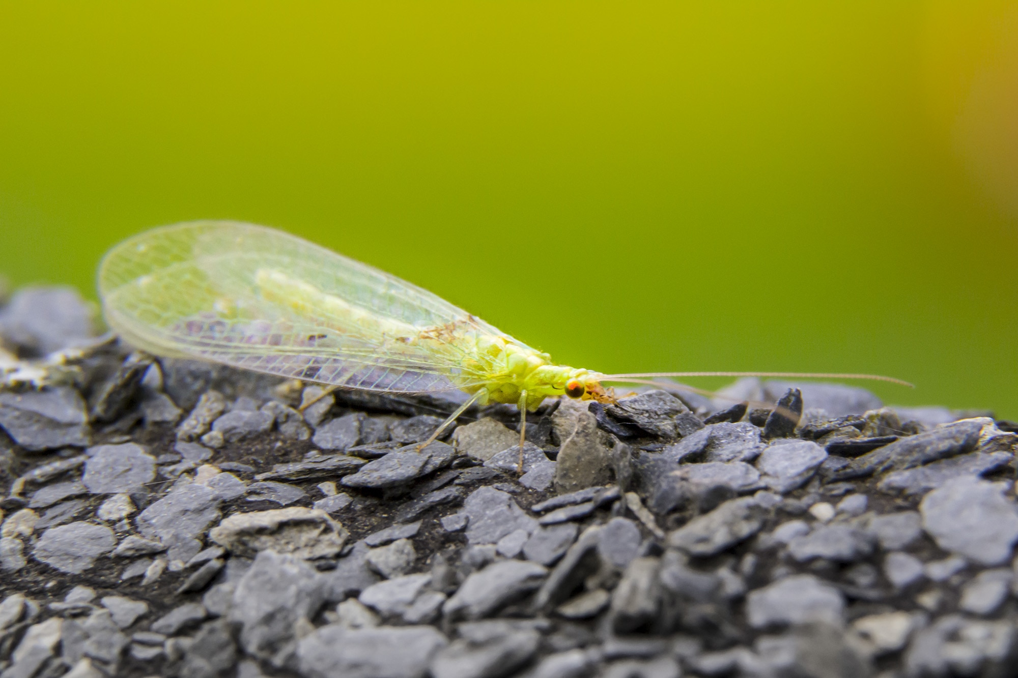 green lacewing on focus photography