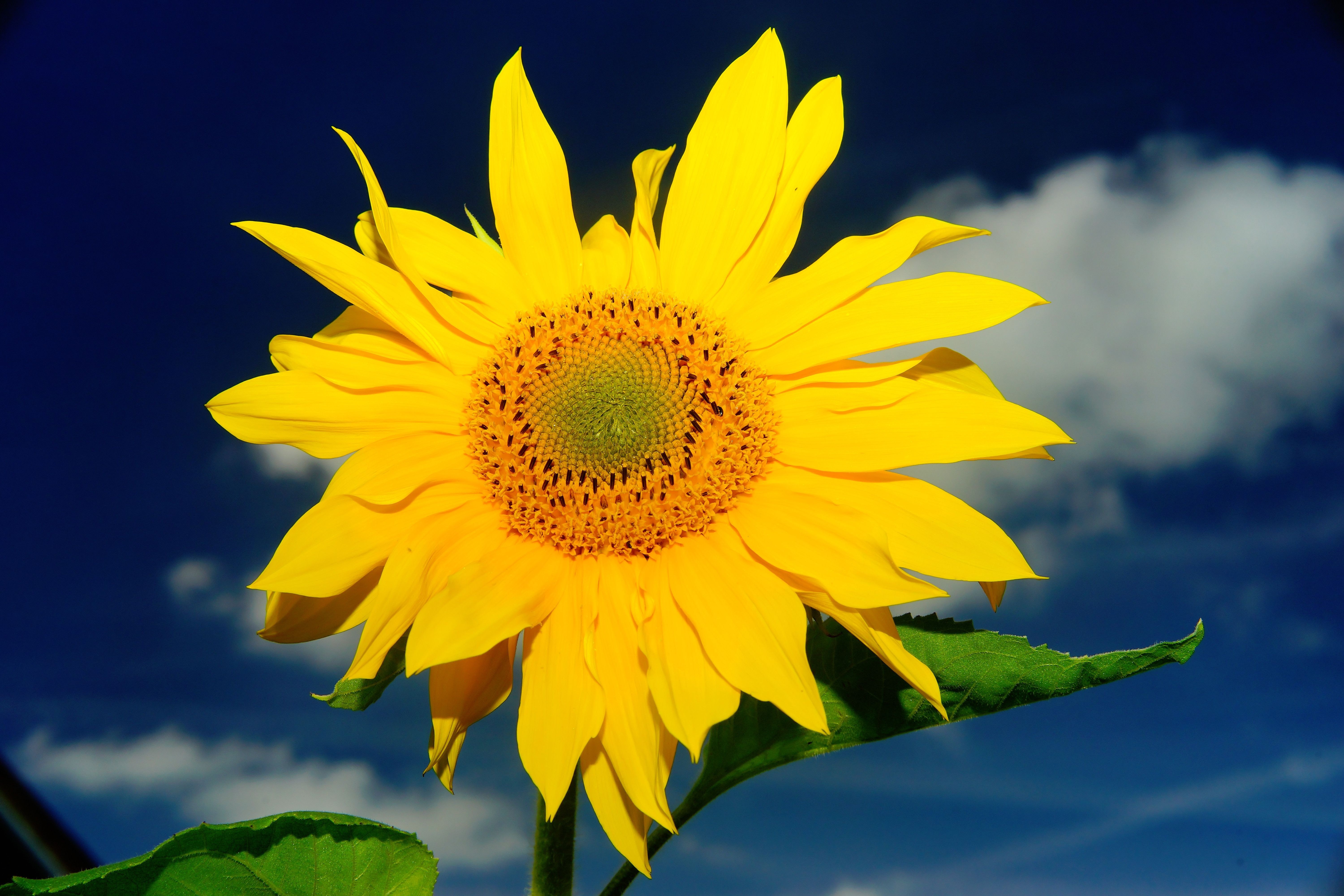 Подсолнухи во сне. Цветы и солнце. Солнечный цветок. Подсолнух и солнце. Желтые цветы и солнце.