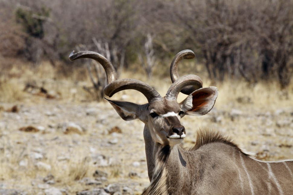 gray curve horned short coated animal wild life photography preview