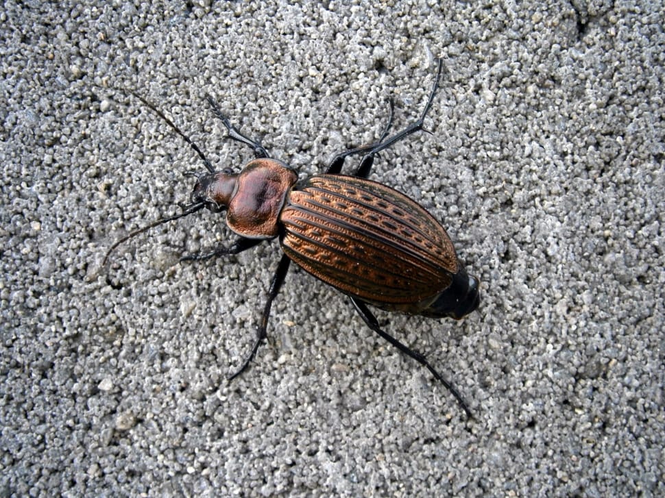 brown and black beetle preview