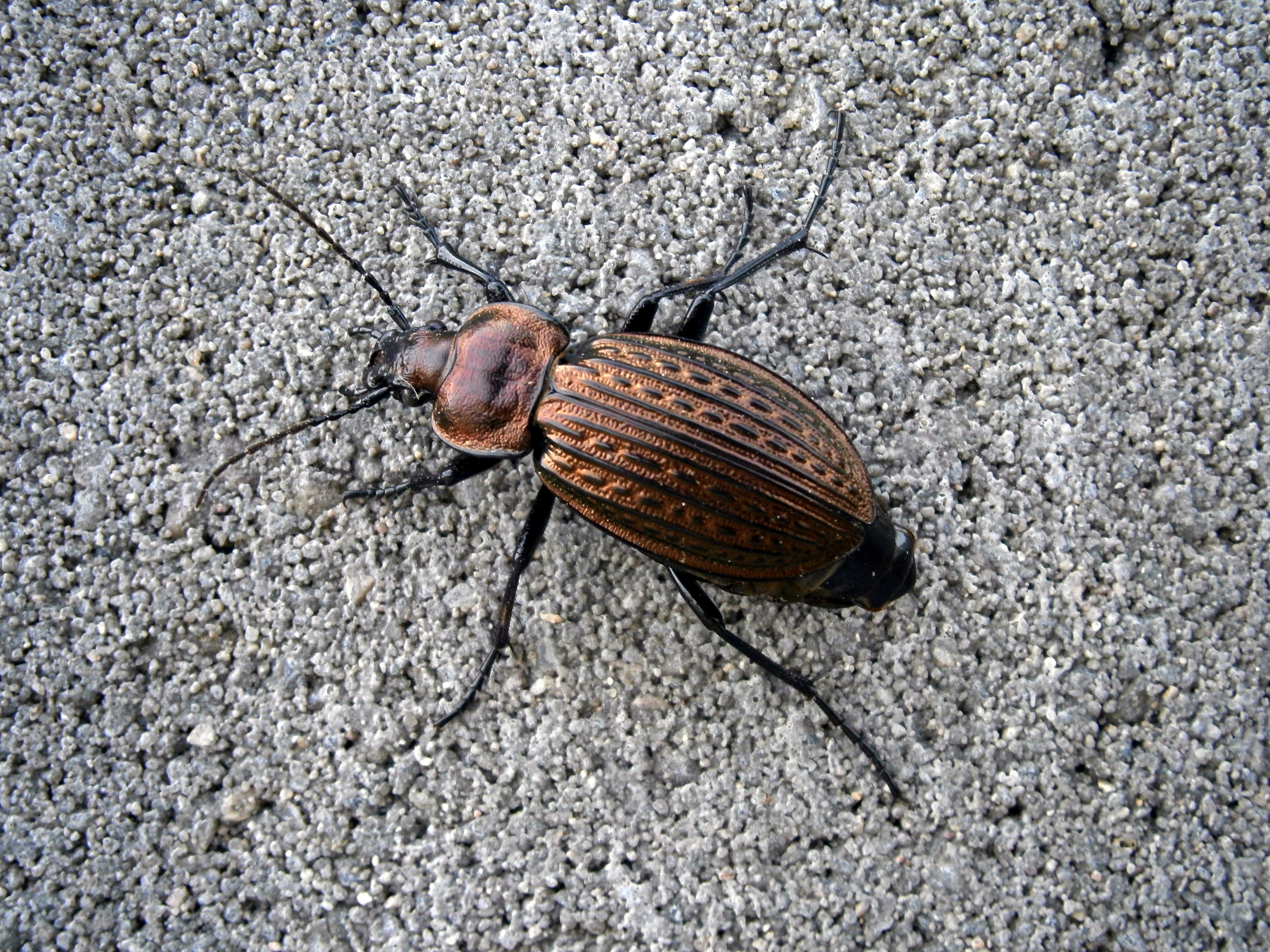 brown and black beetle
