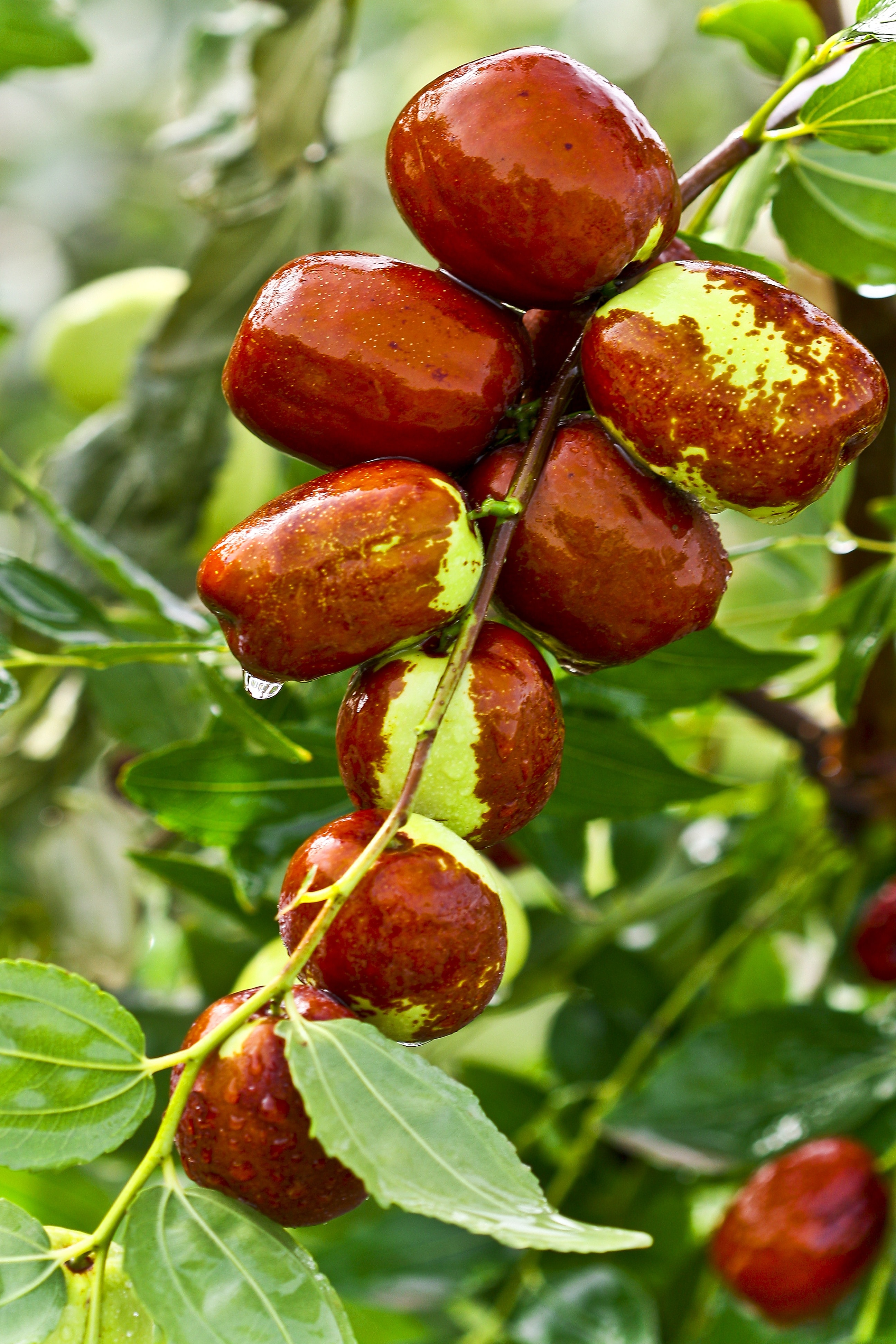 brown fruits
