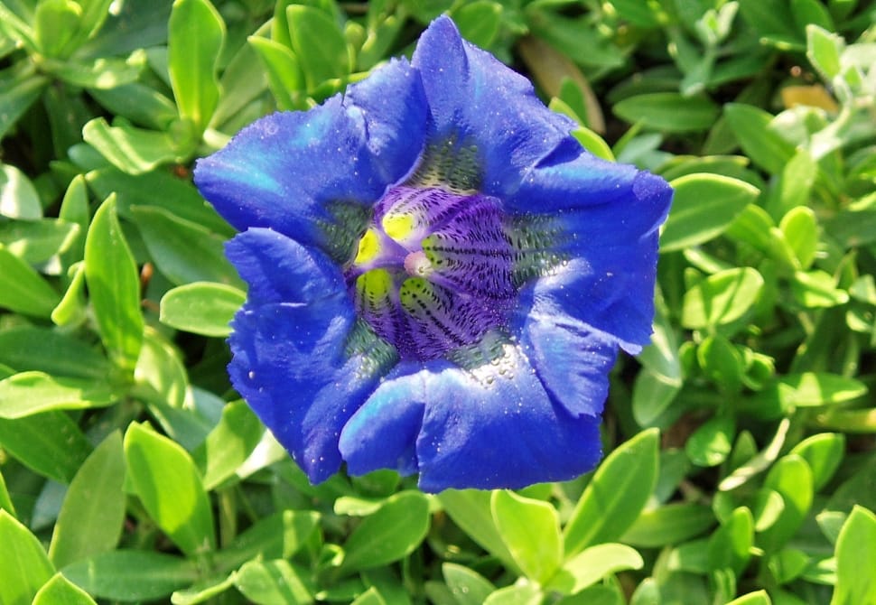 blue and purple flower preview