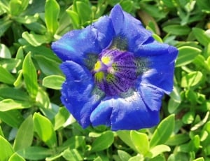 blue and purple flower thumbnail