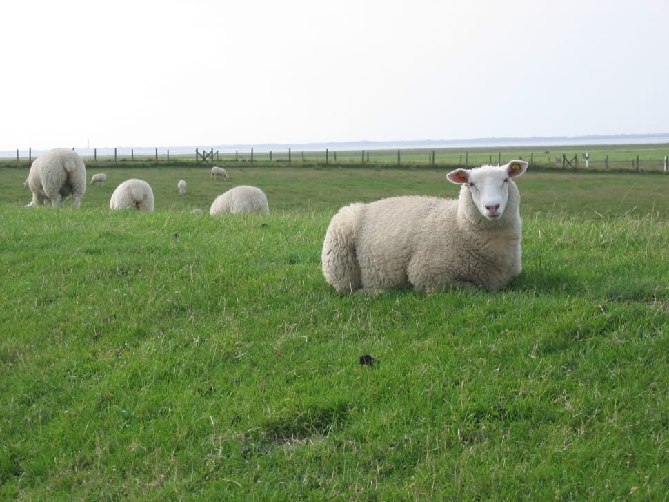 grey fur sheep laying on a green grass preview