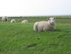 grey fur sheep laying on a green grass thumbnail