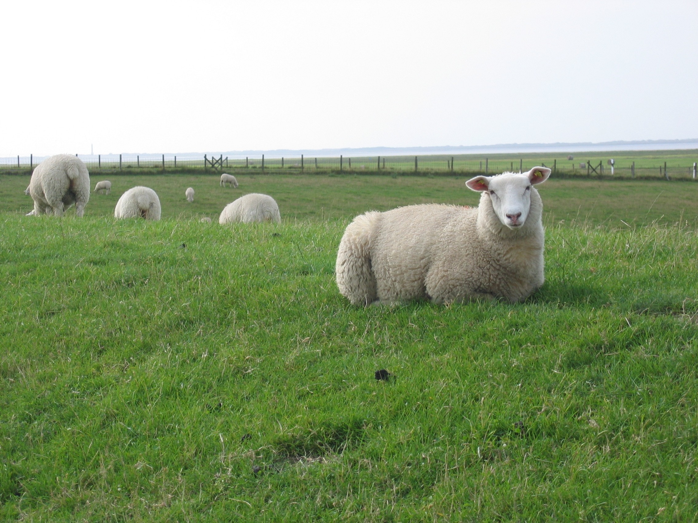 grey fur sheep laying on a green grass