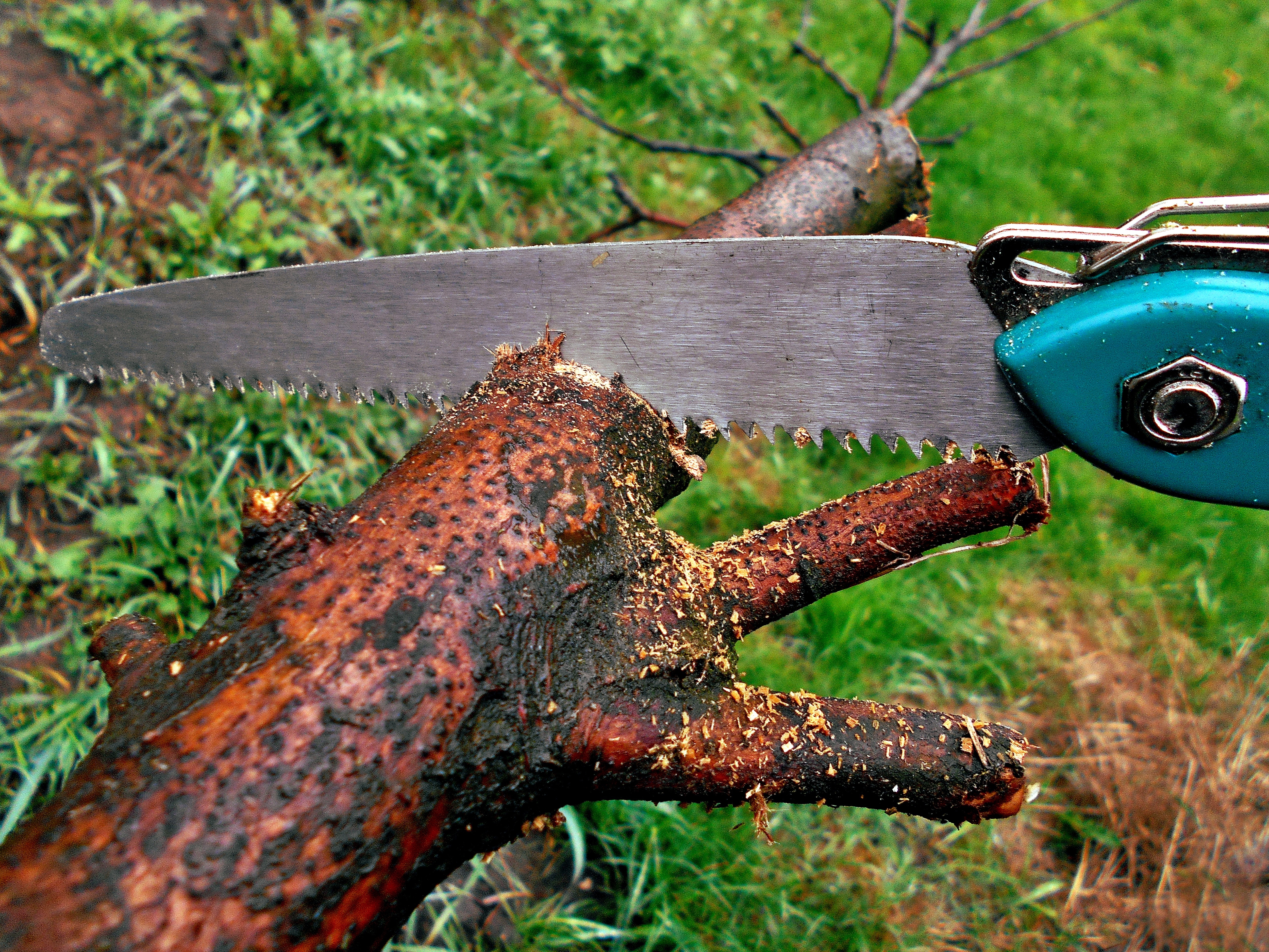 teal handle wood saw