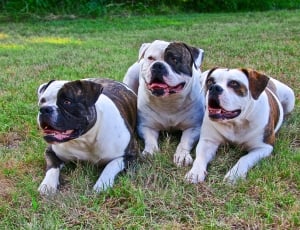 three black-and-tan bulldogs lying on green grasses thumbnail