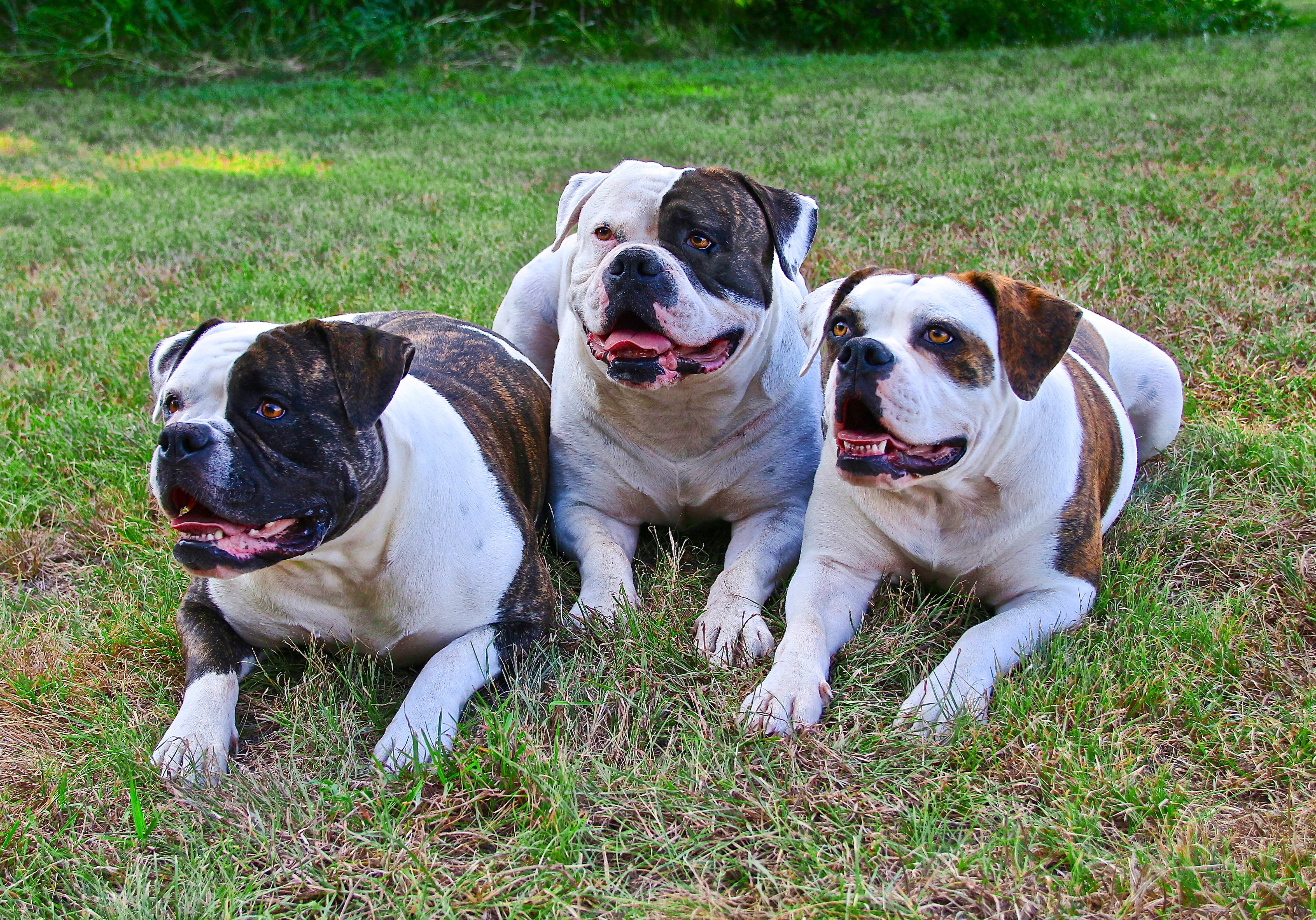 three black-and-tan bulldogs lying on green grasses