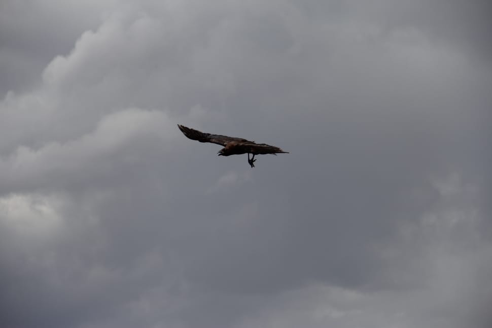 eagle flying under white clouds during daytime preview