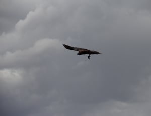 eagle flying under white clouds during daytime thumbnail