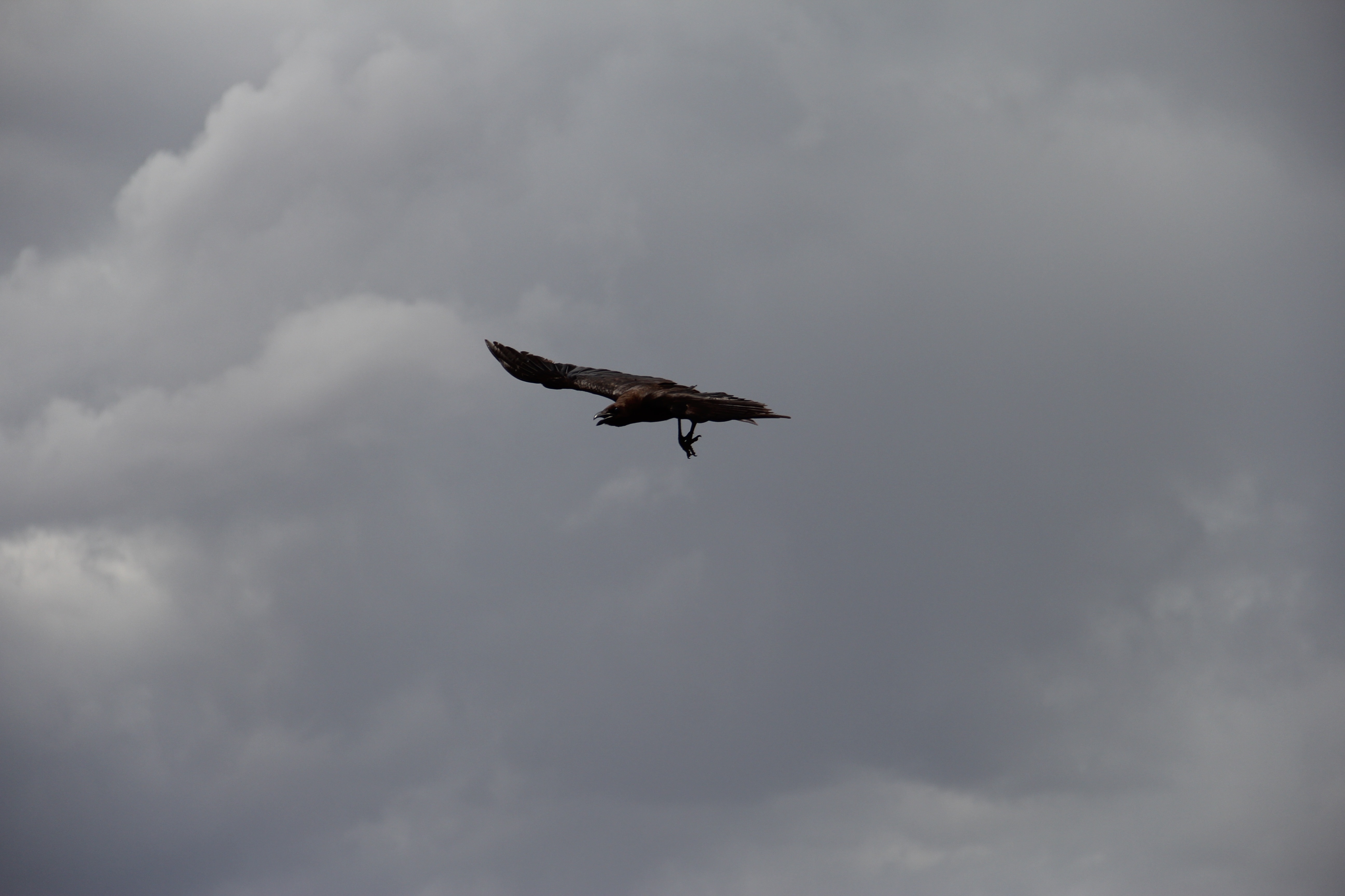eagle flying under white clouds during daytime