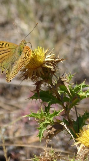 yellow and black butterfly thumbnail