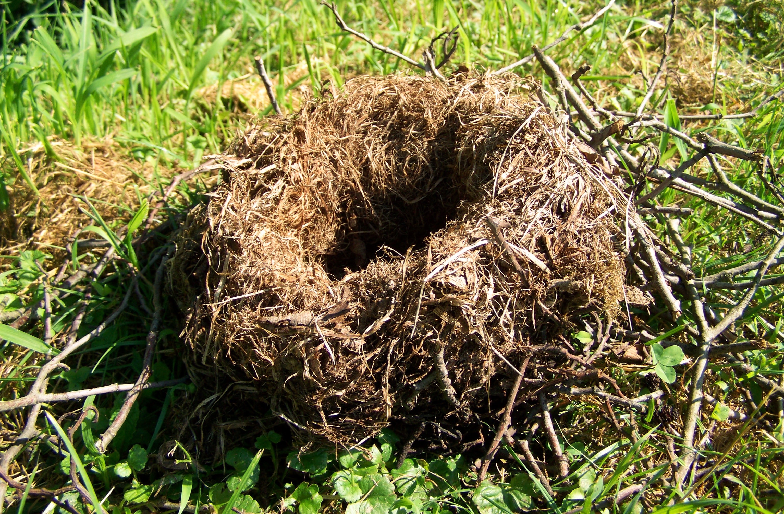 Their nests. Гнездо Гайно это. Гнездо белки Гайно. Птичье гнездо. Наземные гнезда.