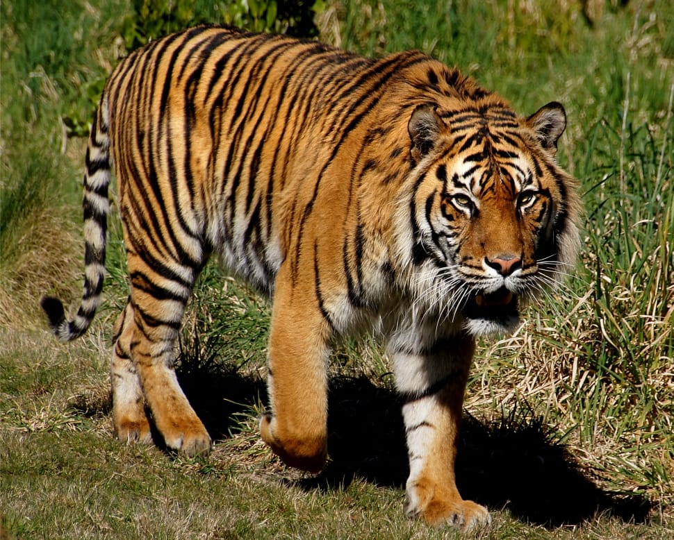 Sumatran tiger walking preview