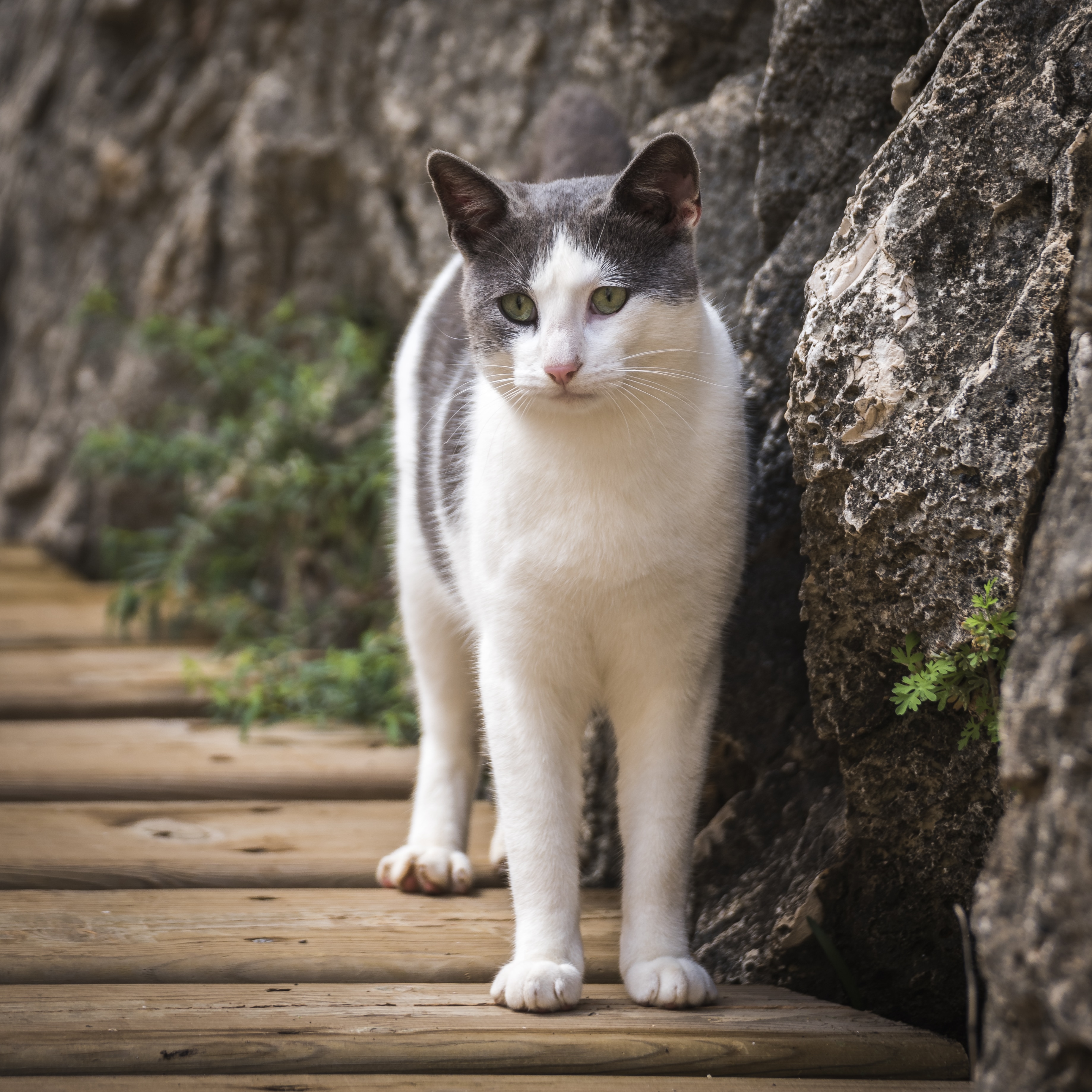 white and grey medium fur cat near wall during daytime