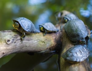 baby turtles on tree stem in body of water thumbnail