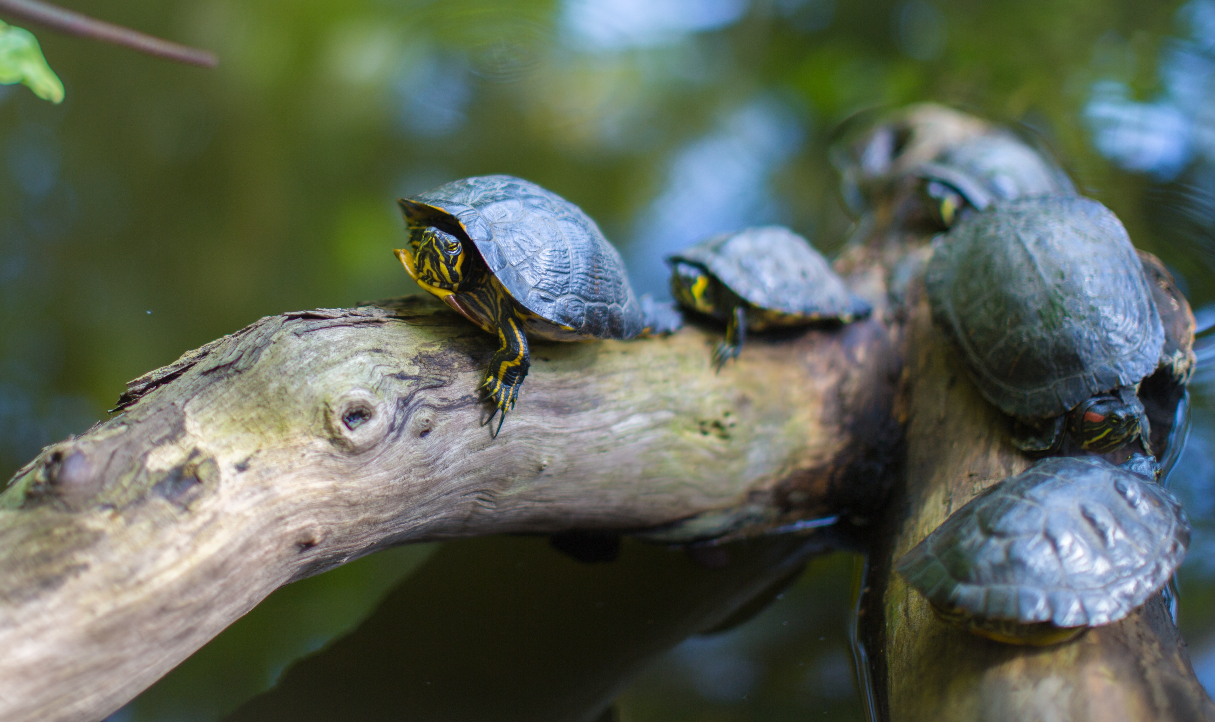 baby turtles on tree stem in body of water