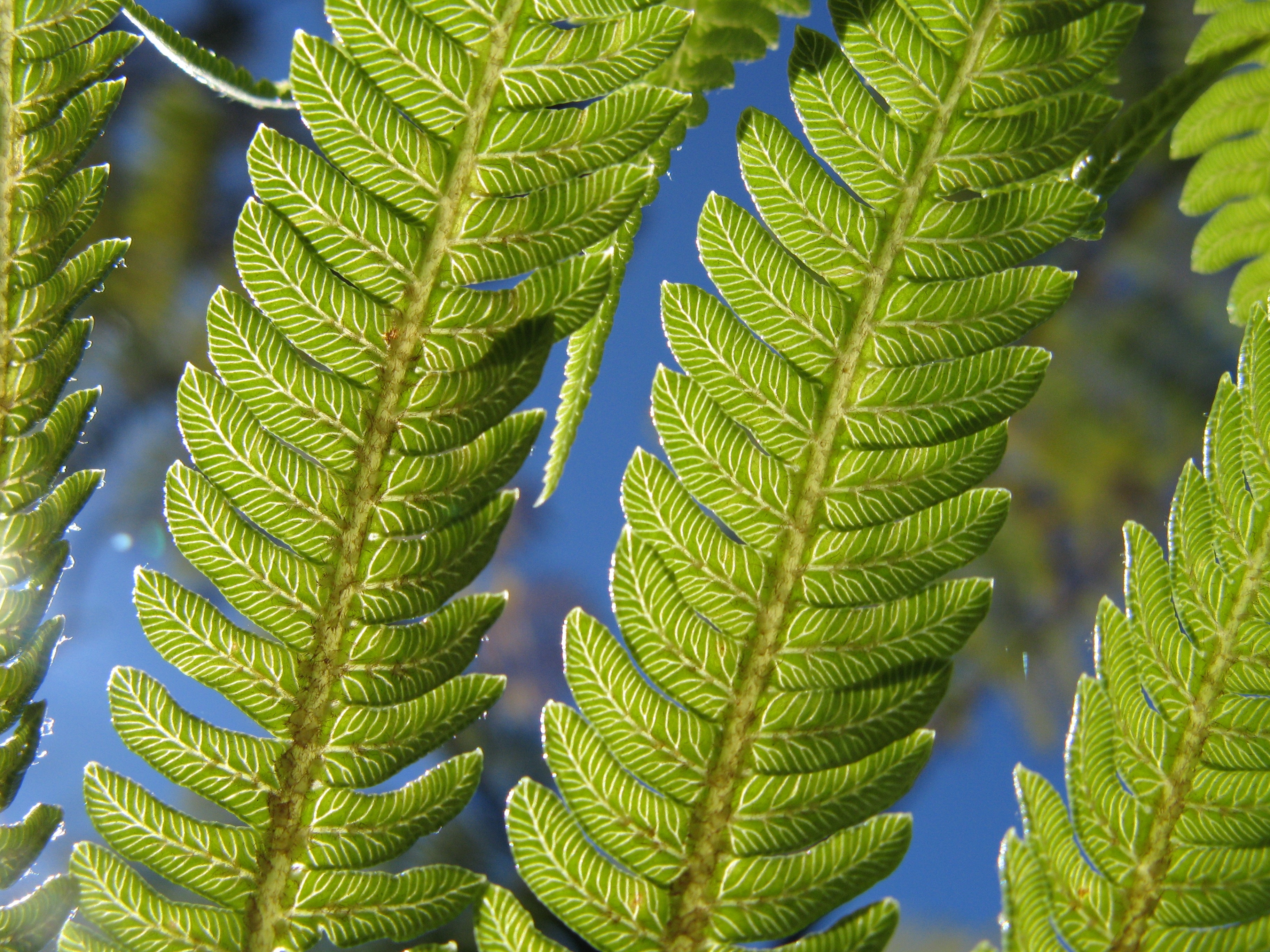 green leaf