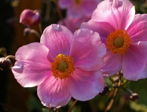 pink 5 petaled flower thumbnail