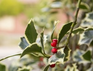 Xmas, December, Holly, Leaves, leaf, outdoors thumbnail