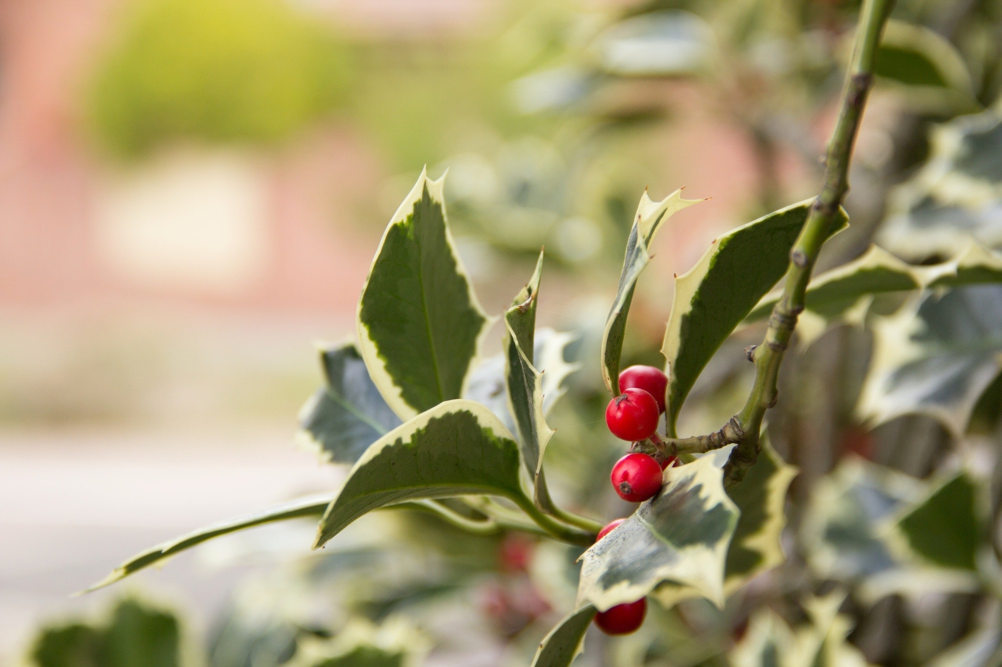 Xmas, December, Holly, Leaves, leaf, outdoors