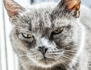 black and grey fur cat thumbnail