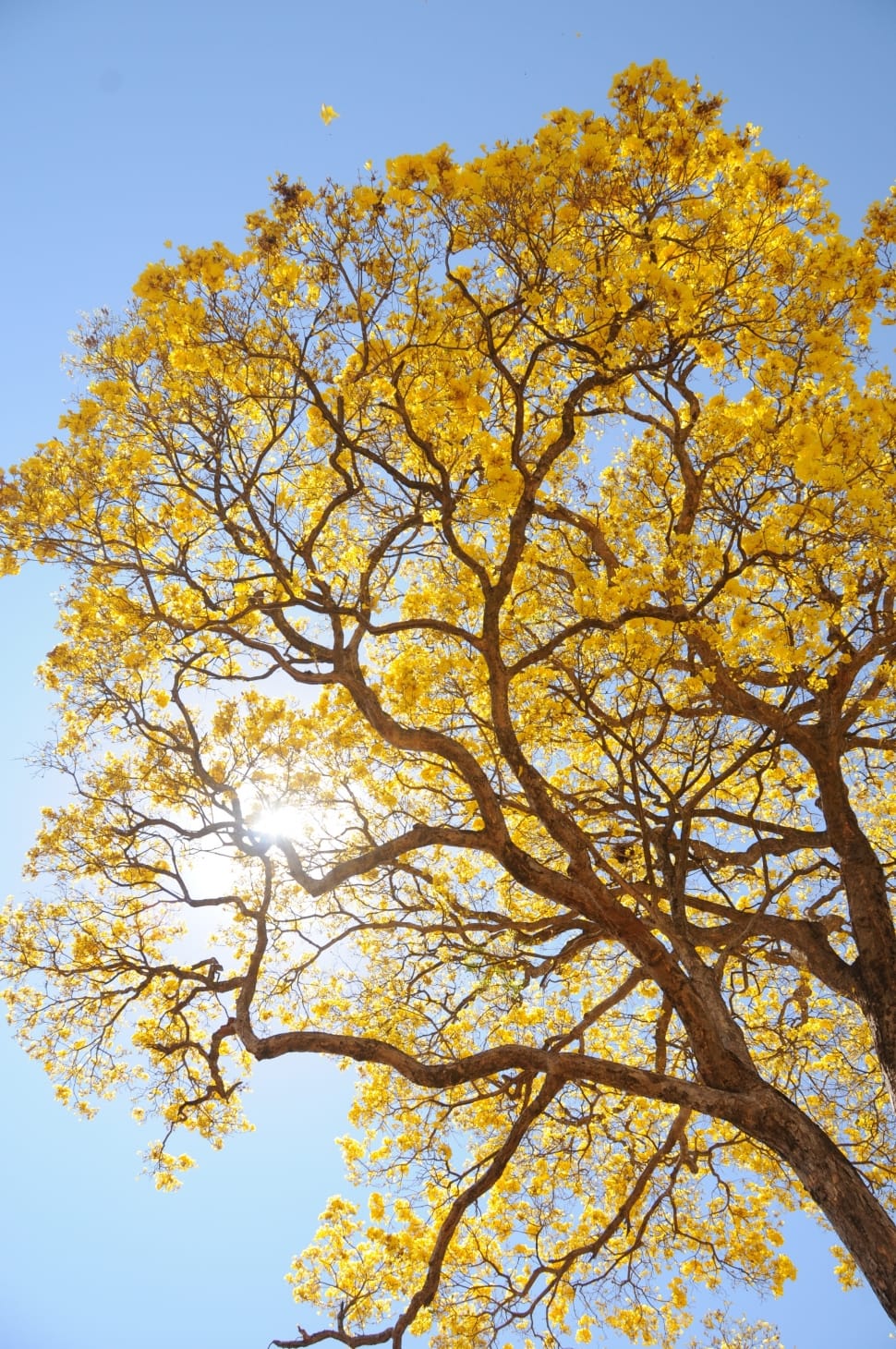 yellow leafed tree preview