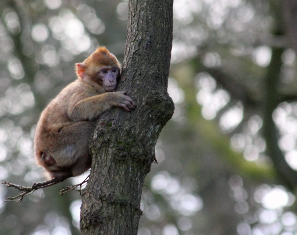 brown short coat chimpanzee on tree trunk preview