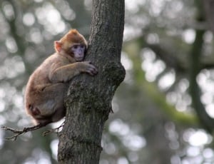 brown short coat chimpanzee on tree trunk thumbnail