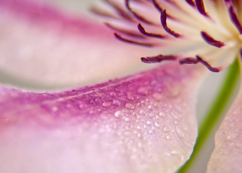 purple and pink petal flower preview