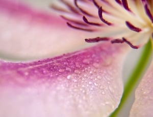 purple and pink petal flower thumbnail