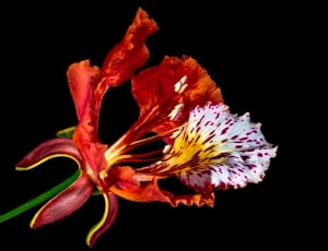 red and white orchid flower thumbnail