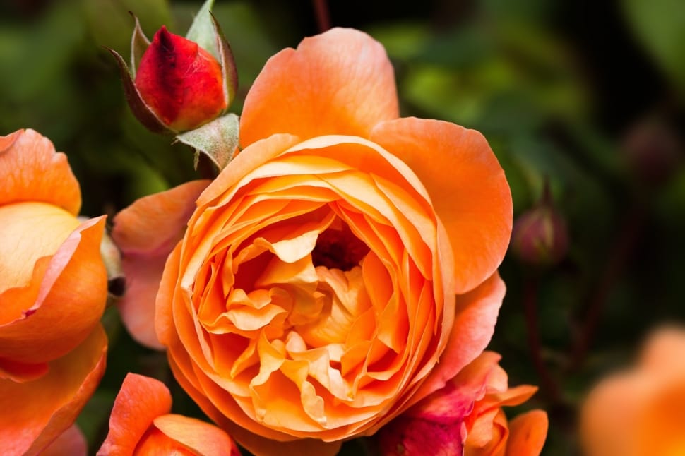 Rose Family, Composites, Rose, Rosaceae, flower, orange color preview