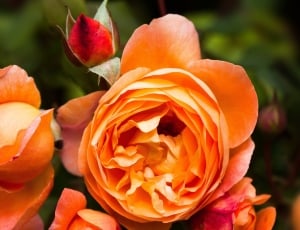 Rose Family, Composites, Rose, Rosaceae, flower, orange color thumbnail