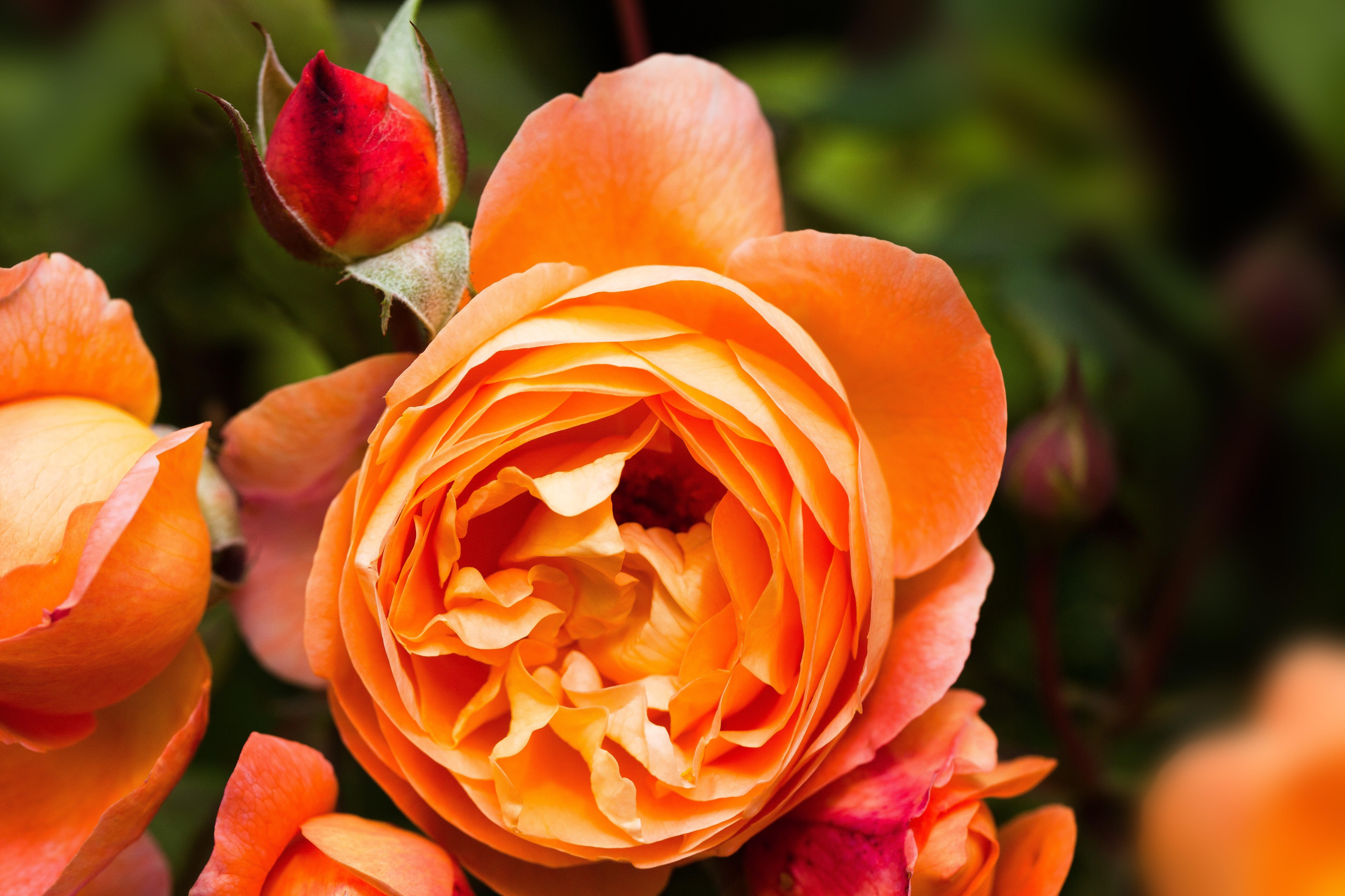 Rose Family, Composites, Rose, Rosaceae, flower, orange color