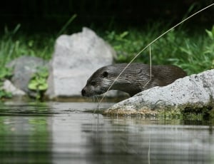 black otter on stone thumbnail